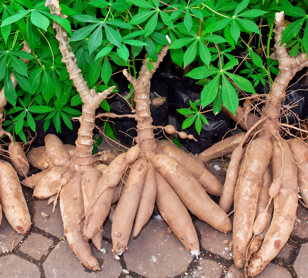 Fresh Cassava